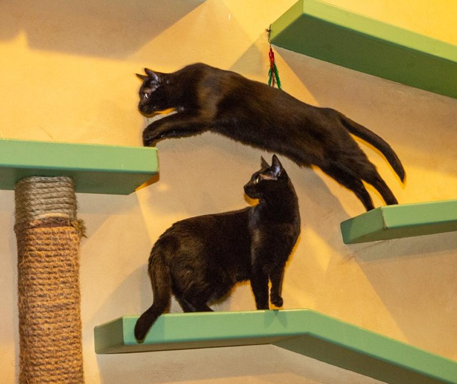 House of Nekko - Part 2